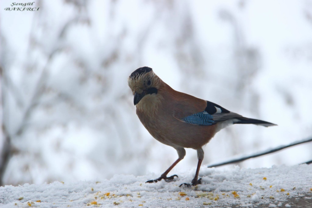 Alakarga - Garrulus glandarius